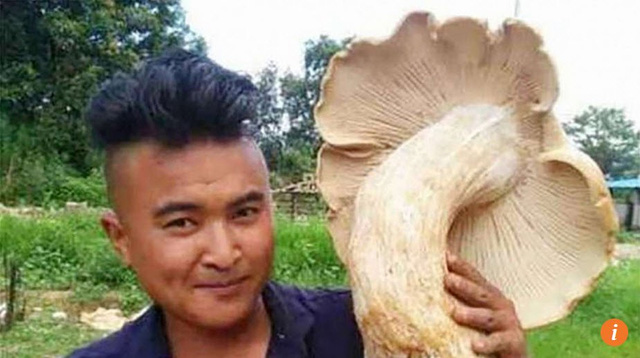 Zhang tìm được cây nấm khổng lồ có đường kính 66cm. 