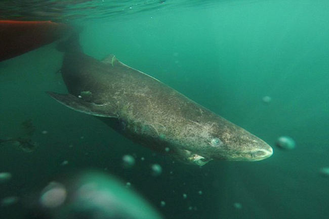 Gặp gỡ cụ cá mập gần 400 tuổi thành tinh đã sống qua 4 thế kỷ - Ảnh 2.
