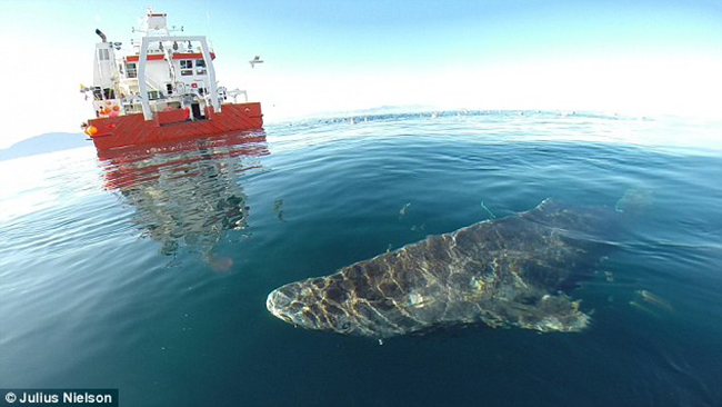 Gặp gỡ cụ cá mập gần 400 tuổi thành tinh đã sống qua 4 thế kỷ - Ảnh 3.