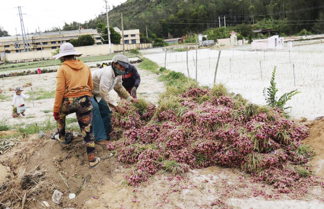 'Vương quốc hành tím' những ngày cuối vụ thu hoạch