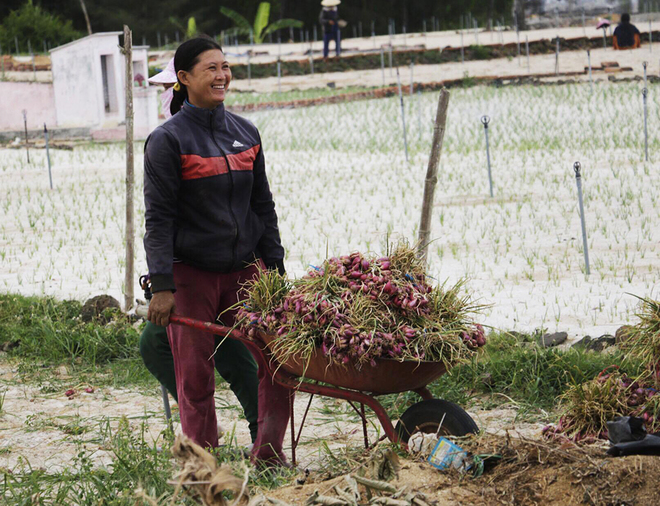 'Vương quốc hành tím' những ngày cuối vụ thu hoạch