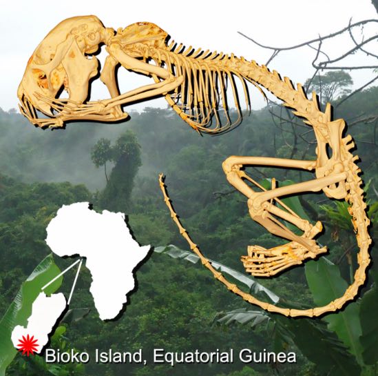  Đảo Bioko và phác họa xương Zenkerella insignis. 