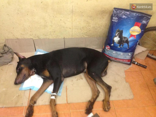 Chủ chú chó Doberman bị đâm: May mắn chó của tôi qua khỏi rồi, còn kẻ đã đâm nó thì tôi không muốn gặp - Ảnh 2.