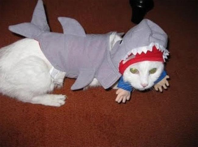 Wow, 'cá mập' cũng lên bờ đi chơi Halloween kìa.