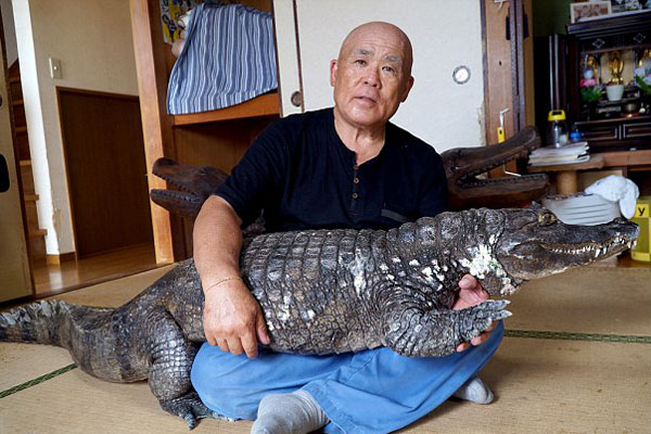 Ông Nobumitsu Murabayashi, 65 tuổi, mua Caiman, tên con cá sấu mà ông đang sống cùng như vật cưng trong nhà, tại một lễ hội dành cho động vật cách đây 34 năm khi nó còn rất bé. Hiện tại con vật dài 2m, nặng 45kg.