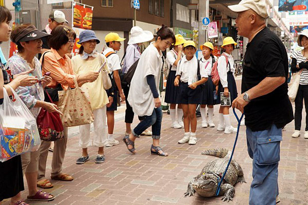 Chính quyền thành phố Pure, tỉnh Hiroshima, nơi ông Murabayashi đang sống, cũng đã cấp phép, cho ông được giữ Caiman như thú cưng trong nhà.