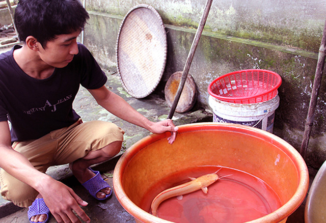 Anh Lợi đang sở hữu con cá và để nuôi làm cảnh.