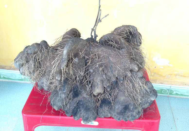 Huế: Bất ngờ đào được củ khoai tía “khủng” nặng tới 23 kg