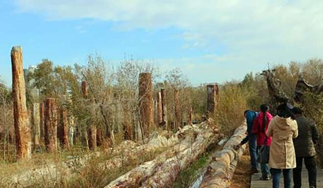 Phần gỗ hóa thạch được tìm thấy tại Vườn quốc gia Tân Cương Cổ đại, dự kiến sẽ vượt qua kỷ lục hiện nay dài 38m