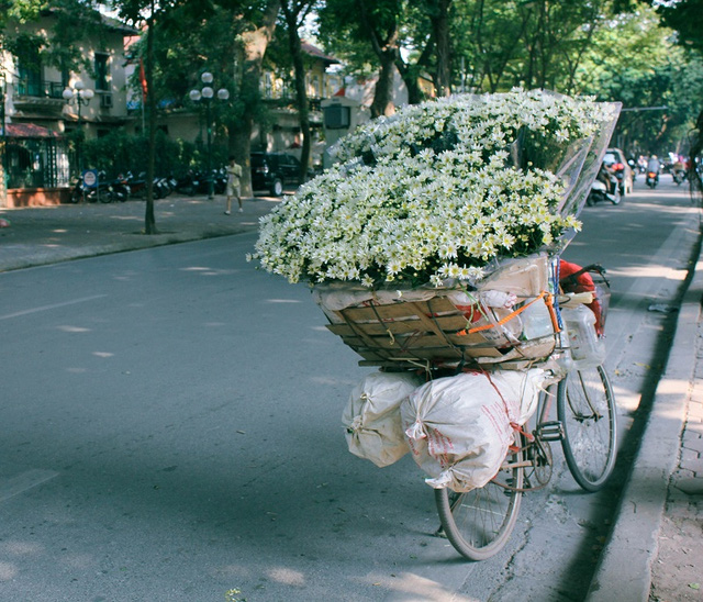 Gánh xe hoa những ngày này chỉ bán duy nhất hoa mi