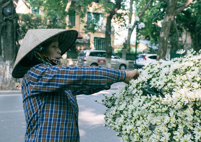 Để những bông cúc li ti luôn tươi, người bán hoa luôn tận tâm chăm sóc từng bông hoa một cách kĩ lưỡng nhất.