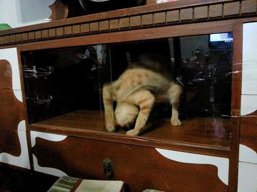 Khi mèo tập yoga