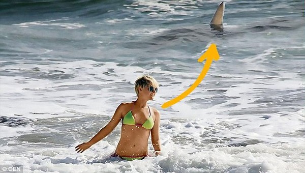 Một con cá mập hổ nguy hiểm bơi sau lưng Simone Gutsche mà cô không hề hay biết