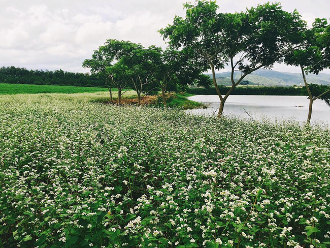 Những địa điểm chụp ảnh siêu đẹp ở Đà Lạt trong MV mới của Quang Vinh mà bạn không thể bỏ qua mùa đông này! - Ảnh 9.