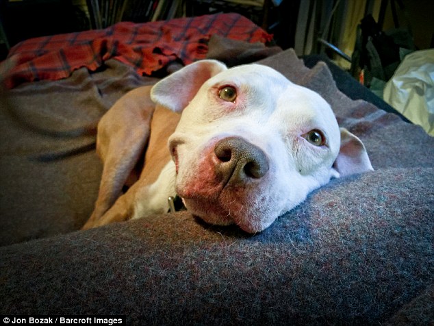 Chú chó được giải cứu trên đường phố New York 12 năm trước.