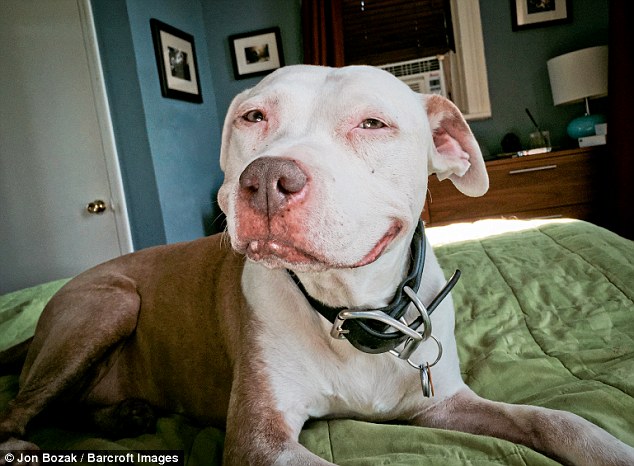 Và từ đó đến nay, chú chó pit bull tên là Brinks luôn “cười mỉm” mọi lúc mọi nơi.