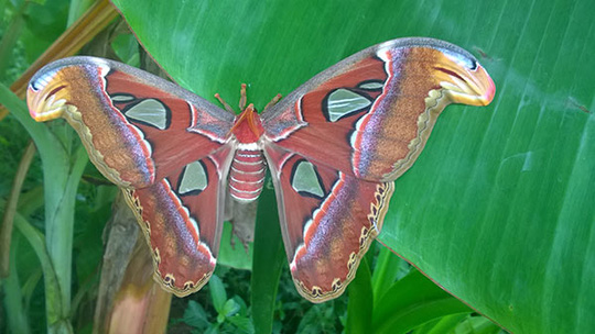 Đàn bướm khổng lồ đẹp như tranh vẽ xuất hiện ở Bạc Liêu