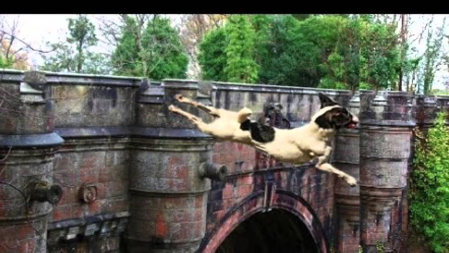 Cây cầu khiến những con chó cứ đi qua là lao xuống tự tử - Ảnh 4.