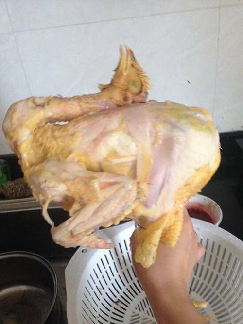 Chú gà đáng thương bị lột da nham nhở, lộ hết cả gân thịt ra ngoài, lông chỗ mất   chỗ còn sau khi rơi vào tay cô gái vụng.