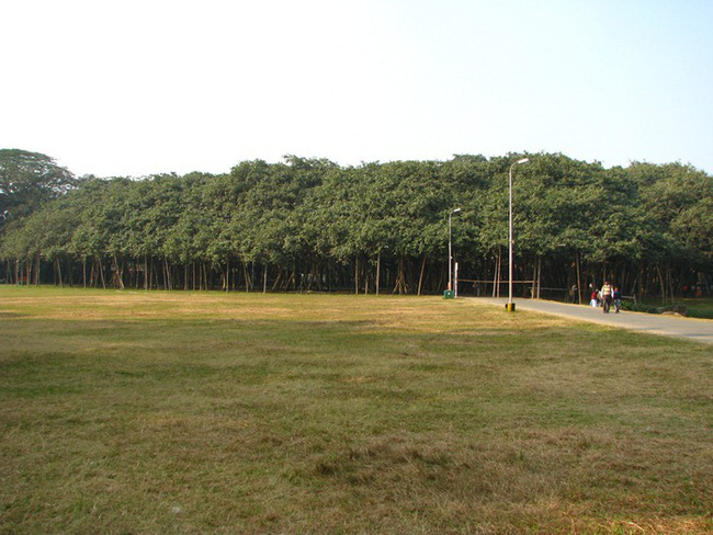 Kinh ngạc cây đa khổng lồ tán lan rộng ngang với cả một khu rừng - Ảnh 6.