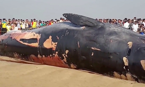 Xác cá voi dạt vào bờ biển ở Juhu, Mumbai, Ấn Độ. Ảnh: Daily Star