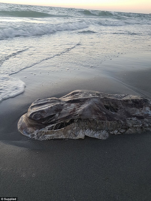 Quái vật biển khổng lồ bí ẩn dạt vào bờ biển khiến nhiều người hoang mang - Ảnh 1.