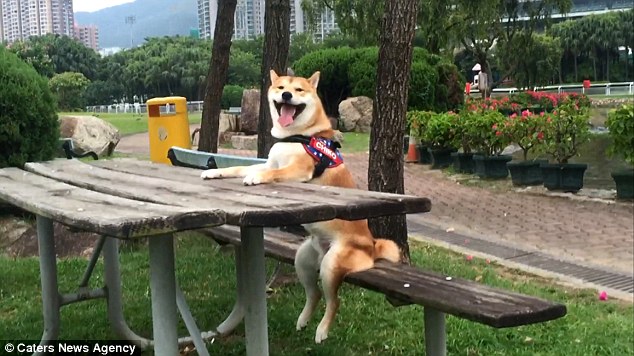 Nghĩ mình là người nên chú chó shiba đáng yêu chỉ thích cày phim và tô màu