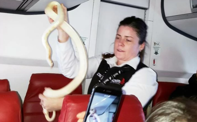 Nữ tiếp viên dũng cảm bắt rắn trên chuyến bay