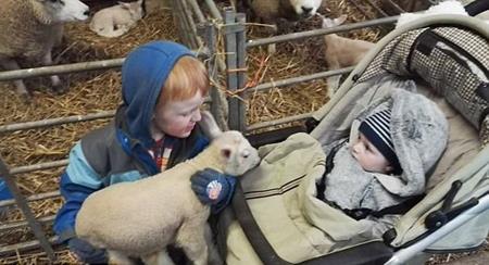 Ruben khoe đàn cừu trước mặt em trai Toby 6 tháng tuổi