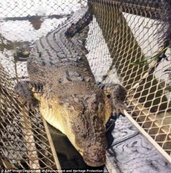 Con cá sấu bị bắt giữ và sẽ được chuyển đến một trang trại nuôi cá sấu hoặc một vườn thú