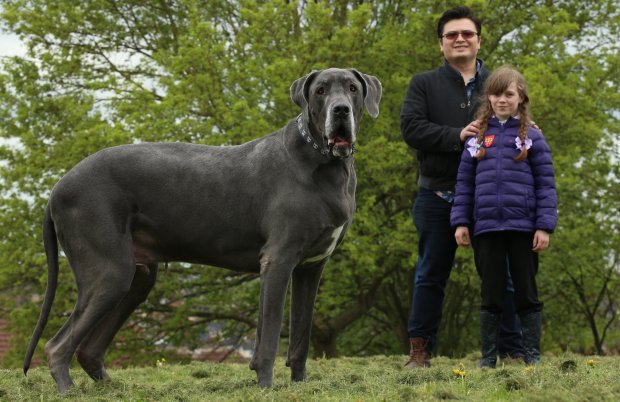  Chú chó Balthazar nặng đến 95kg 