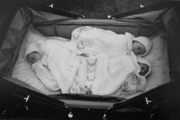  Ba chị em bà Mary, Margaret, Geogina lúc 6 tuần tuổi. 