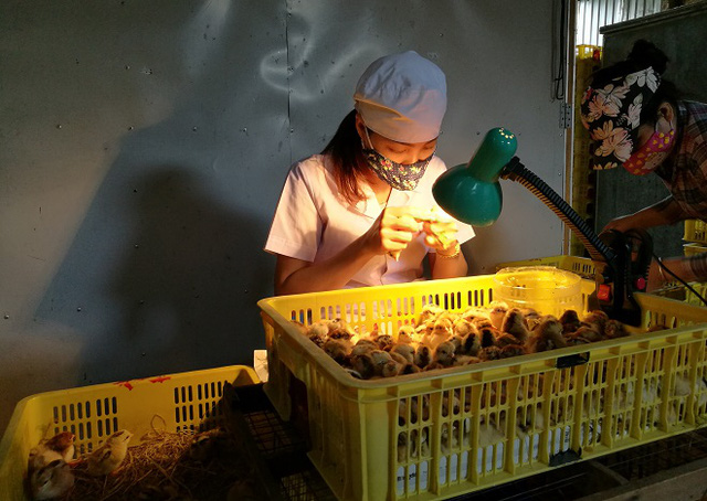  Chị Nguyễn Thị Dung (xã Đức Giang, huyện Hoài Đức, Hà Nội) nổi tiếng với khả năng xem lỗ huyệt (hậu môn) để phân loại gà trống, gà mái 
