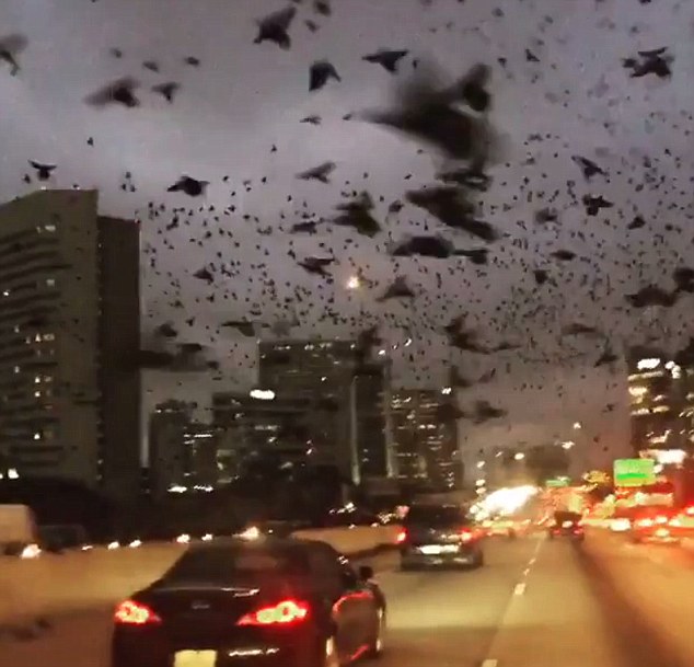 Kinh hoàng cảnh tượng hàng ngàn con chim xuất hiện tấn công đường phố - Ảnh 1.