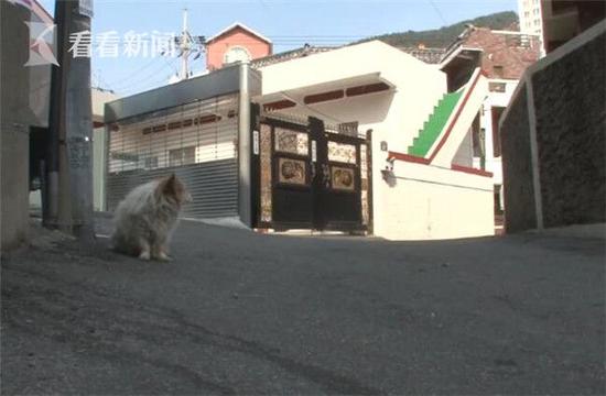 Chú chó ngồi ở góc đường mỗi ngày suốt 3 năm qua để chờ chủ mình trở về