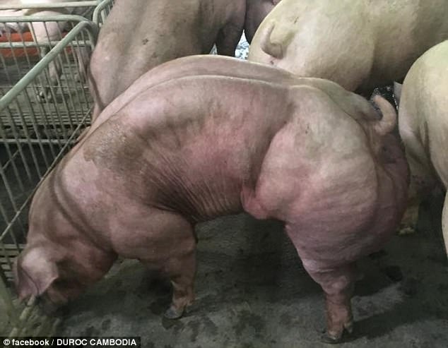  Lợn biến đổi gen có cơ bắp như lực sĩ ở Campuchia. 