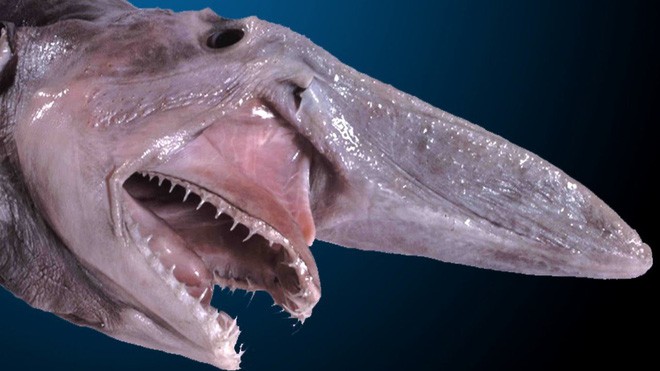 Những sinh vật kỳ dị, xứng danh quái vật đáng sợ bậc nhất dưới đại dương - Ảnh 3.