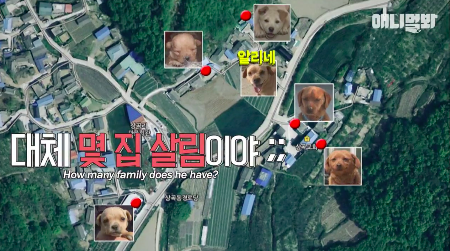 Chú chó Hàn Quốc nổi tiếng khắp châu Á vì có 5 thê 7 thiếp, con rơi ở khắp nơi - Ảnh 4.