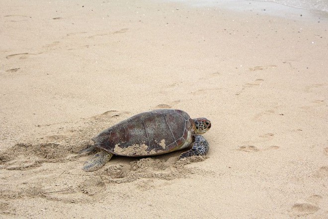 Biến đổi khí hậu đang khiến quần thể rùa biển này rơi vào cảnh âm thịnh dương suy. - Ảnh 1.