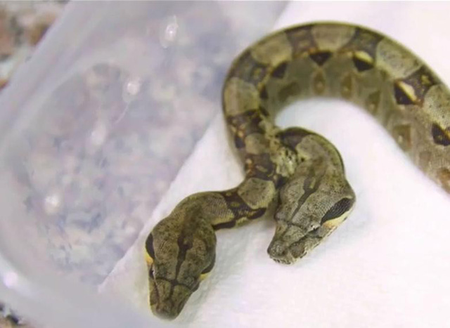 Chú rắn kỳ lạ được đặt tên theo nhân vật thần thoại nhiều đầu Medusa