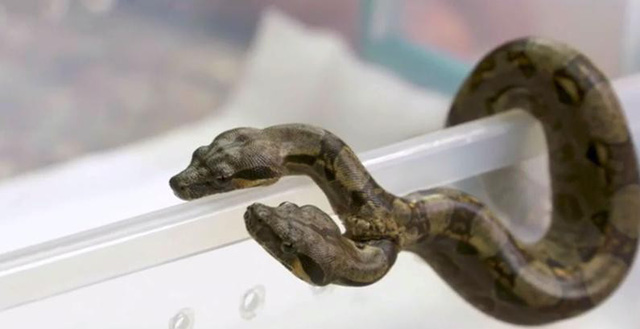 Hai đầu rắn gắn liền trên một cơ thể