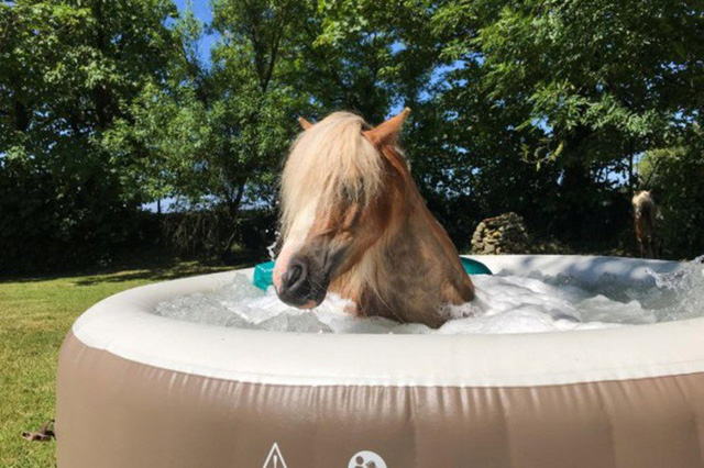 Ngựa được đưa vào bồn tắm nước nóng