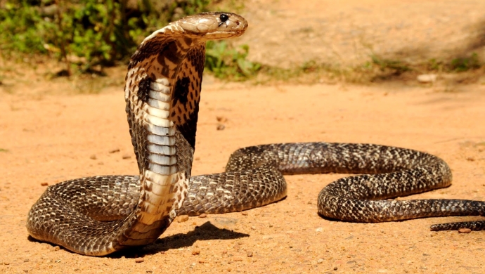Hé lộ vùng đất của rắn hổ mang chúa khổng lồ như phim kinh dị