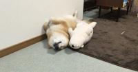 Chú chó Shiba có sở thích ôm gấu bông đi ngủ hệt như con người