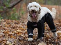 Chó cưng cũng học đòi mặc quần sành điệu như ai