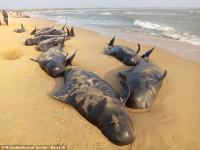 Bí ẩn về vụ tự sát hàng loạt của cá voi trên bờ biển Ấn Độ