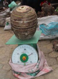 Củ khoai sọ nặng 5 kg được trả giá 3,5 triệu đồng