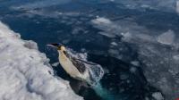 Tảng băng khổng lồ  bẫy chết  150.000 chim cánh cụt