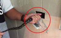 Kinh hãi phát hiện rắn mắc kẹt sau ổ cắm điện trong nhà