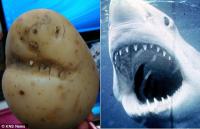 Hiếm thấy: Củ khoai tây giống... cá mập đến kỳ lạ
